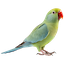 Parakeet